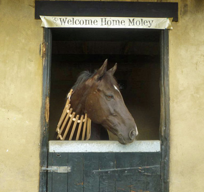 Moley returns home