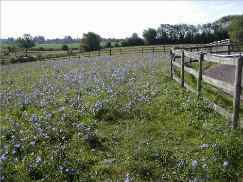 Individual turnout in post & rail paddocks